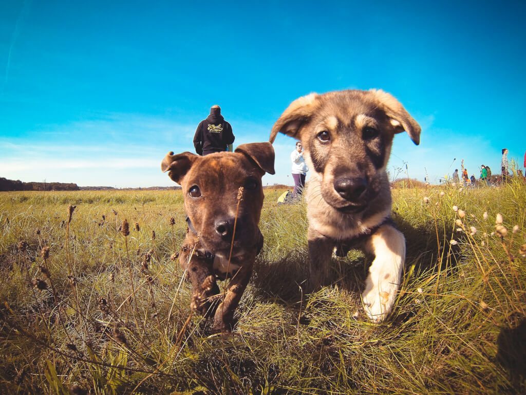 little-puppies-friends-picjumbo-com